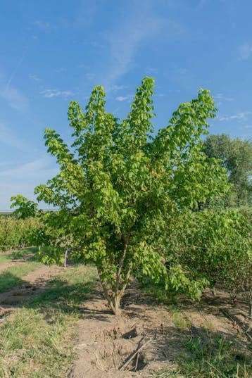 Acer buergerianum meerstammig, Tuin en Terras
