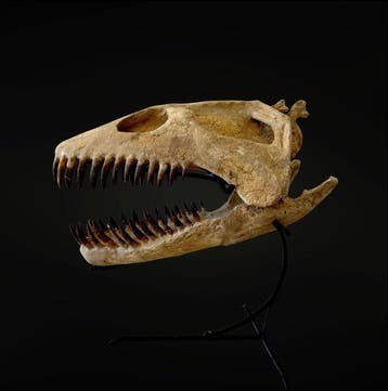 Plesiosaurus - Fossiele schedel - Zarafasaura oceanis - 48