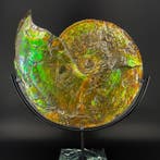 Ammoliet - Gefossiliseerde schelp - Placenticeras Meeki - 54