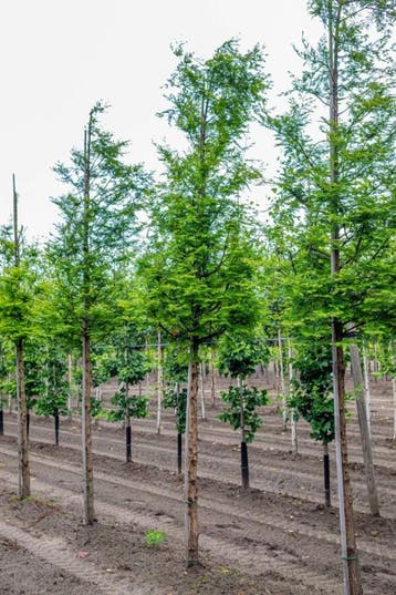 Metasequoia glyptostroboides hoogstam 18/20