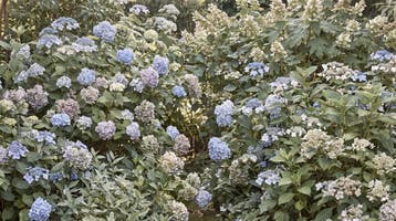 Hortensia behang – blauw en lila bloemen fotobehang, Verzenden, Fotobehang