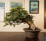 Conifeer bonsai (Taxus) - Hoogte (boom): 35 cm - Diepte