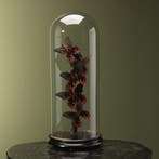 Vlinders in Stolp Taxidermie Opgezette Dieren By Max, Ophalen of Verzenden, Nieuw, Insect, Opgezet dier