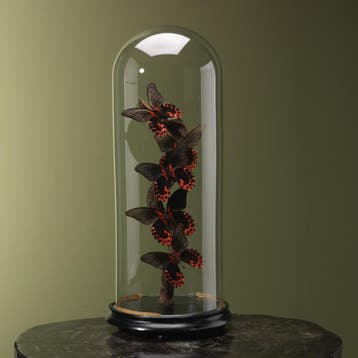 Vlinders in Stolp Taxidermie Opgezette Dieren By Max, Verzamelen, Dierenverzamelingen, Ophalen of Verzenden, Nieuw, Insect, Opgezet dier