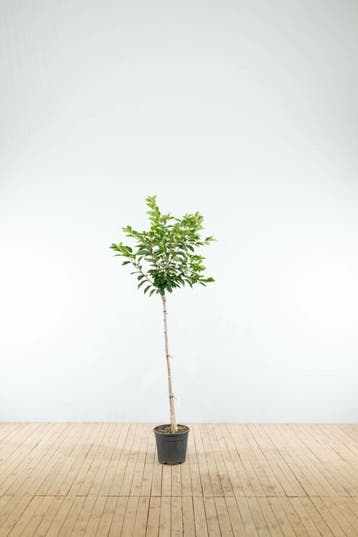 Prunus yedoensis halfstam 12/14 150cm stam