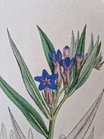 Lot with 24 plates from Sowerbys English Botany or Coloured