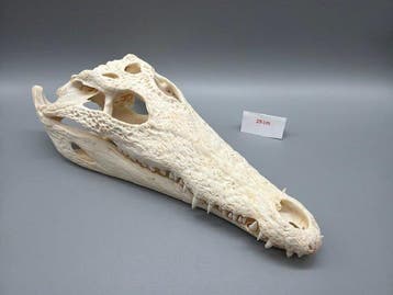 Nijlkrokodil Schedel van een reptiel - Crocodylus niloticus, Antiek en Kunst