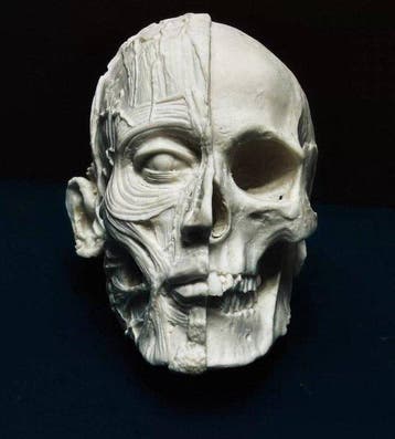 Snijwerk, Human Skull Anatomy Model - 8 cm - Gips