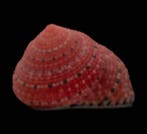 Uiterst zeldzaam! - aardbeienslak  Skelet - Clanculus, Nieuw