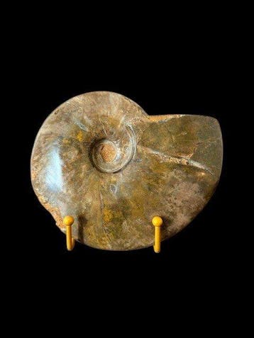 Cleoniceras besairiei - Gefossiliseerde schelp - 13 cm - 18, Verzamelen