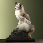 Canadese Vos Taxidermie Opgezette Dieren By Max, Verzamelen, Ophalen of Verzenden, Nieuw, Wild dier, Opgezet dier