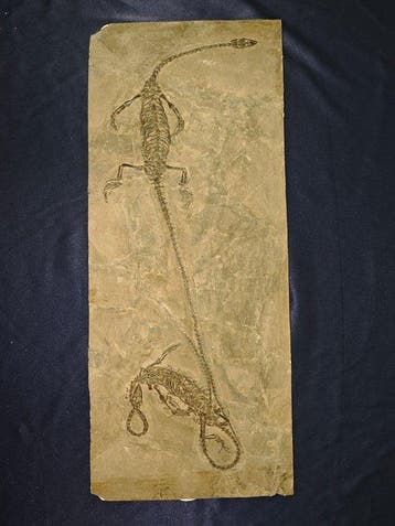 Exquisiet - Een Zeldzaam Paar - Gefossiliseerd dier -