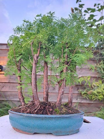 metasequoia bos in bonsaischaal - Hoogte (boom): 27 cm -