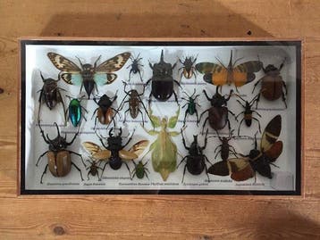 Grote exotische insecten-taxidermie-displaykast -, Nieuw