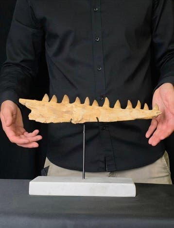 Mosasaurus - Fossiele tand - Mosasaur Jaw with Teeth – Late, Verzamelen