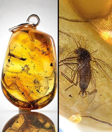 Distinctive SCARID FUNGUS GNAT – Lange poten, tere vleugels, Nieuw