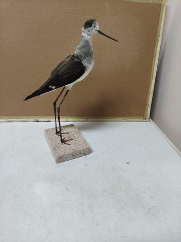 ridder van Italië Taxidermie volledige montage - Himantopus, Nieuw