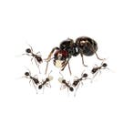 Messor barbarus kolonie, koningin en 100+ werksters
