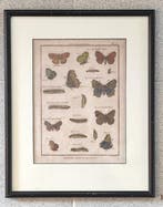 Pietro Scattaglia - Histoire Naturelle Insectes, Nieuw