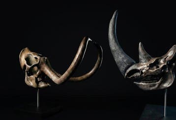 mammoet Taxidermie replica montage - Ice Age Giants Duo: