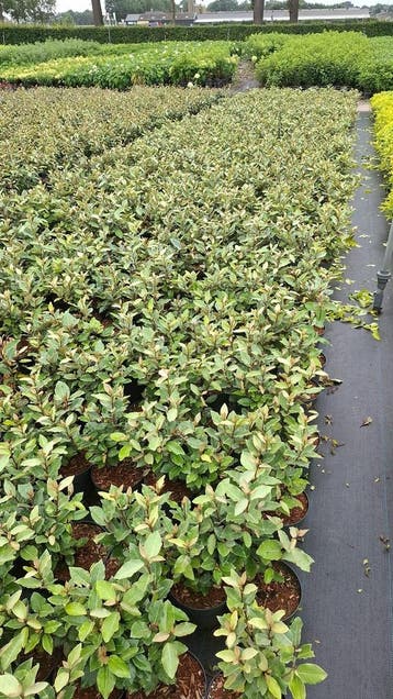 Groenblijvende hagen photinia, Portugese laurier, Eleagnus, Ophalen