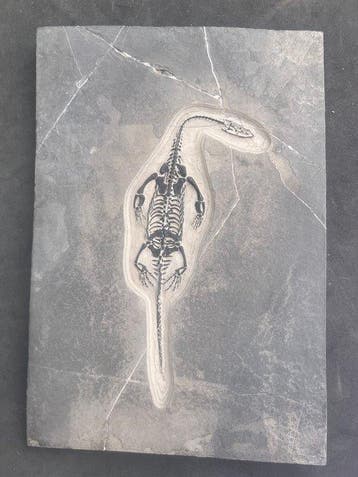 Zeereptiel - Gefossiliseerd dier - Fossile de Keichousaurus