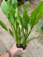 Echinodorus Bleheri (Aquariumplanten, Aquarium producten), Dieren en Toebehoren, Verzenden, Nieuw, Plant(en), Steen of Hout