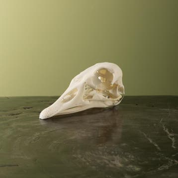 Tamme Gans Schedel Taxidermie Opgezette Dieren By Max, Ophalen of Verzenden, Nieuw, Vogel, Opgezet dier