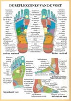 Anatomie poster voetreflexologie (Nederlands, gelamineer..., Nieuw