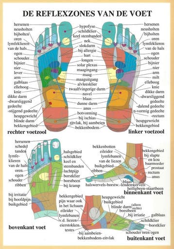 Anatomie poster voetreflexologie (Nederlands, gelamineer..., Nieuw