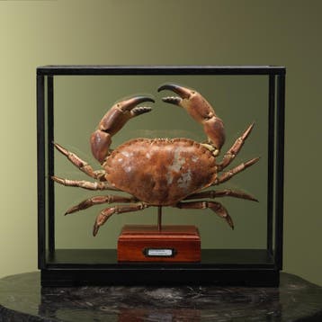Noordzeekrab XL in Vitrine, Verzamelen, Ophalen of Verzenden, Nieuw, Wild dier, Opgezet dier
