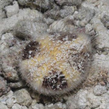 Maretia Planulata (Zeemuis), Ophalen of Verzenden, Nieuw