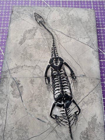 Fossiel reptiel: Keichousaurus -Trias - Gefossiliseerd dier, Verzamelen, Mineralen en Fossielen