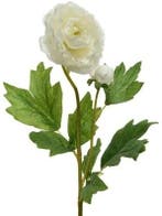 Ranonkel Camelia Wit 8x10x57 cm per stuk, Ophalen of Verzenden, Nieuw