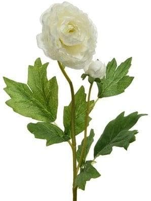 Ranonkel Camelia Wit 8x10x57 cm per stuk, Ophalen of Verzenden, Nieuw
