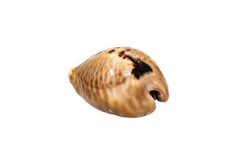 Prachtig exemplaar: Cypraea mus (Mouse Cowrie) –, Nieuw