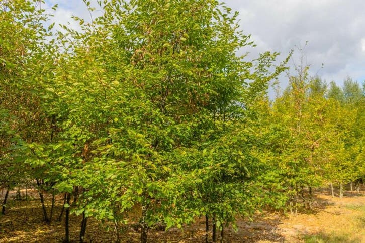 Carpinus betulus meerstammig, Tuin en Terras, Planten | Tuinplanten