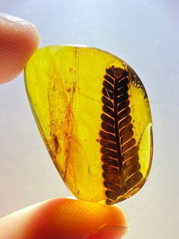 Amber - Barnsteen - Gymnospermae in amber - 27.4 mm - 18 mm