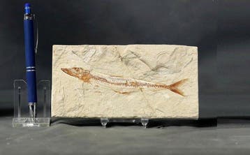 Prachtigste fossiele vis op steen - - Gefossiliseerd dier -, Verzamelen