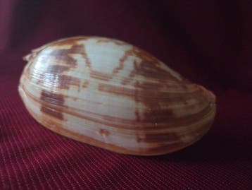 Zeeslak Zeeschelp - S-430 MELO AMPHORA (Zonder minimumprijs), Nieuw
