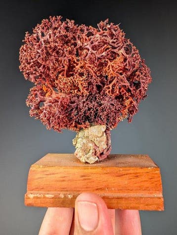 natuurlijke spons Skelet - Porifera sp. - 9.5 cm - 4 cm -, Nieuw