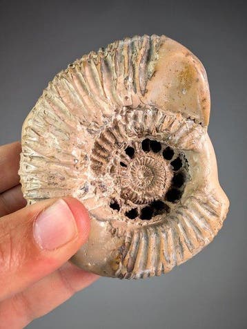 Ammoniet op septaarse matrix - Gefossiliseerde schelp -