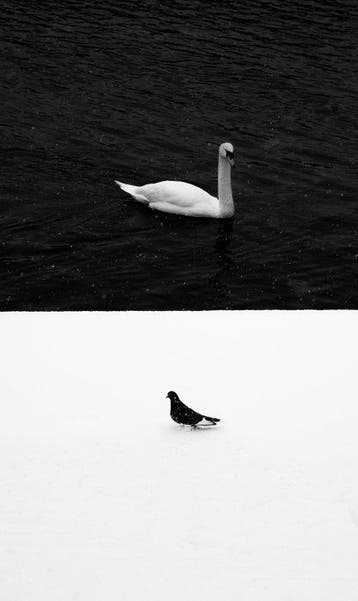 Jure Kralj - Balance of Birds