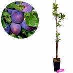 Prunus Domestica President + pot 11cm, Verzenden, Volle zon