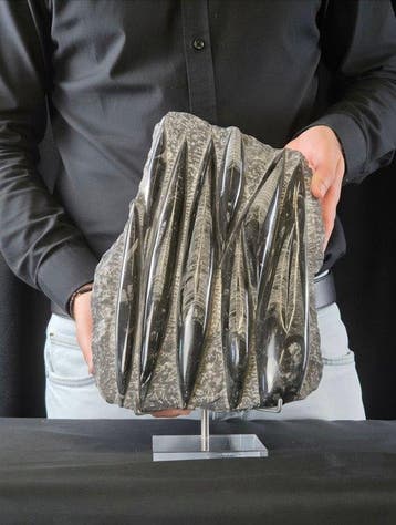 Orthoceras - Gefossiliseerd dier - 27 cm - 21 cm