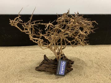 Osaka Bonsai Tree nr 23 - 35x16x37cm - aquascaping boom, Ophalen of Verzenden, Nieuw, Plant(en), Steen of Hout