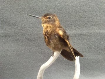 Shining Sunbeam Hummingbird Taxidermie volledige montage -, Nieuw
