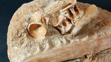Vis - Fossiele matrix - Enchodus sp. - 9 cm - 12 cm (Zonder, Verzamelen