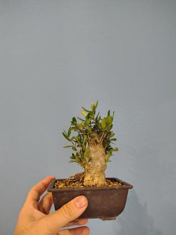 Olijf bonsai (Olea europaea) - Hoogte (boom): 14 cm - Diepte
