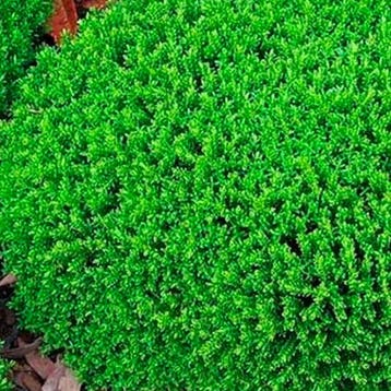 Hebe Green Globe container (P1) Sierplanten, Wit, Verzenden, Overige soorten, Struik